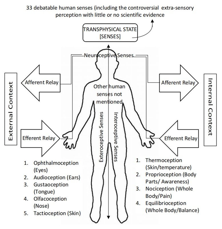 Sensory-Motor System 