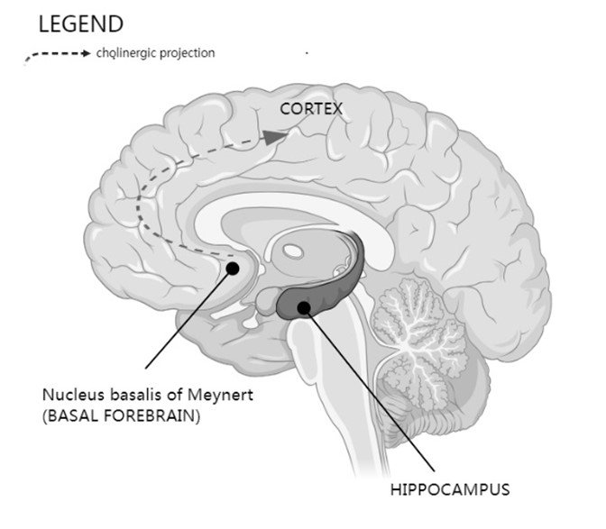 The cholinergic projection from basal forebrain