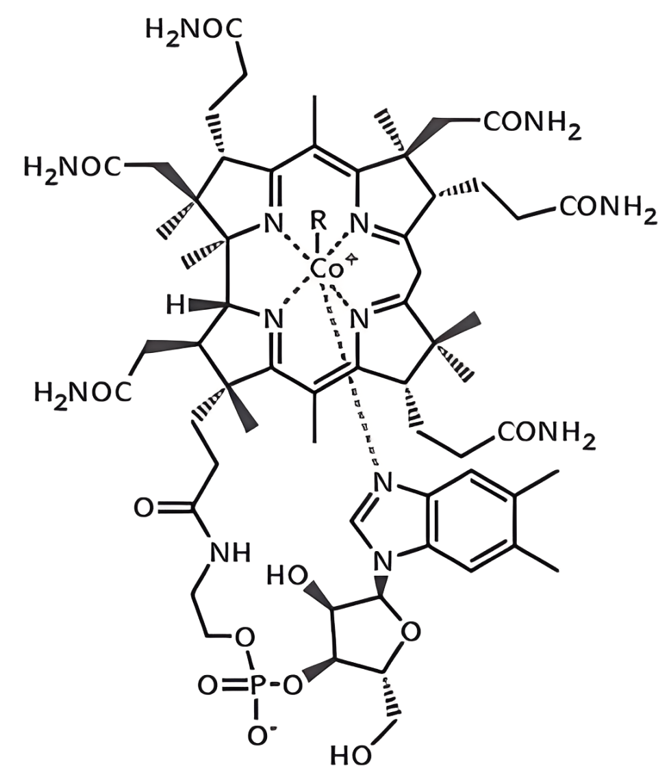 Vitamin B12 (Cobalamin), essential for health of nervous system
